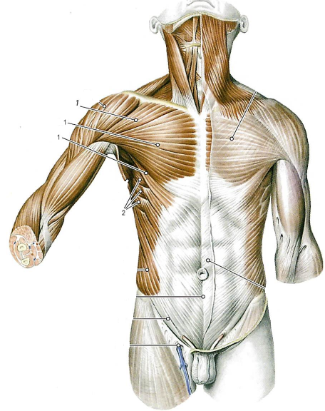 Глубокие мышцы спины