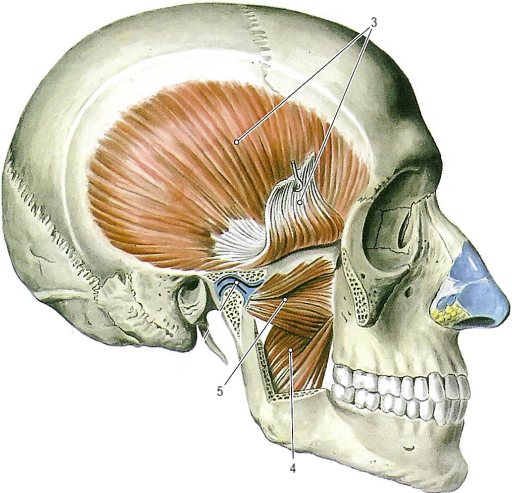 Жевательные мышцы