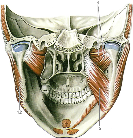 Жевательные мышцы