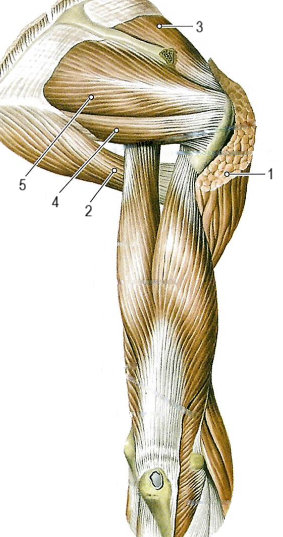 Мышцы плечевого пояса