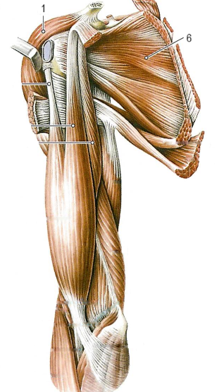 Мышцы плечевого пояса