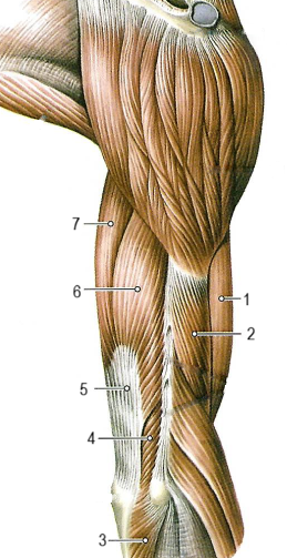 Мышцы плеча