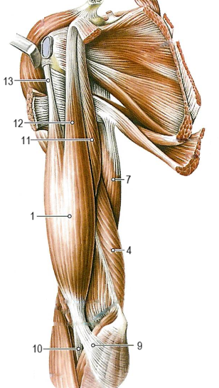 Мышцы плеча
