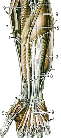 Мышцы предплечья