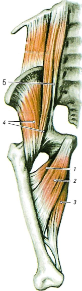 Мышцы нижней конечности