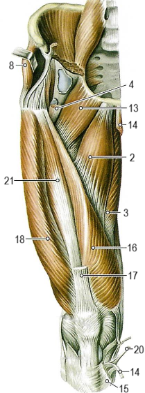 Мышцы нижней конечности