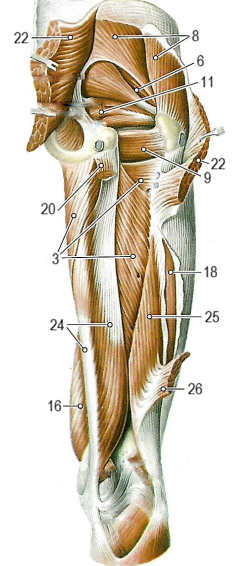 Мышцы нижней конечности