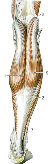 Мышцы голени