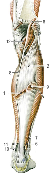 Мышцы голени