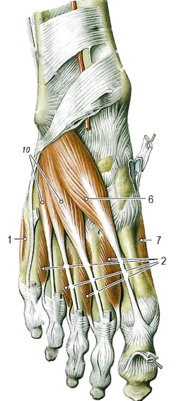 Мышцы стопы
