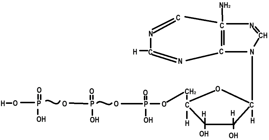 Аденозинтрифосфорная кислота